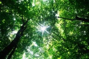 sunlight star on top of forest canopy_